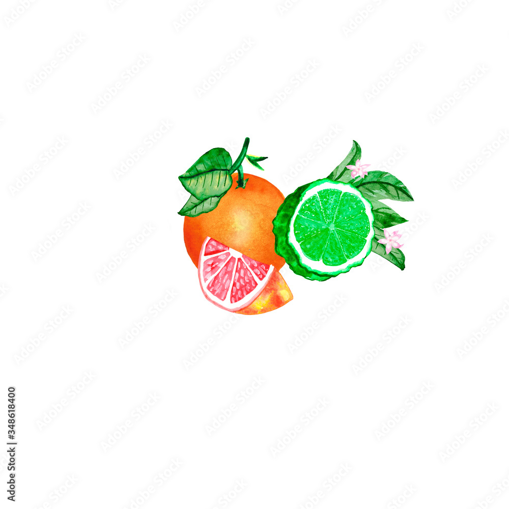 Watercolor illustration of citrus fruits. Composition of grapefruit, orange, lemon and bergamot with leaves isolated on a white background. For the design of postcards