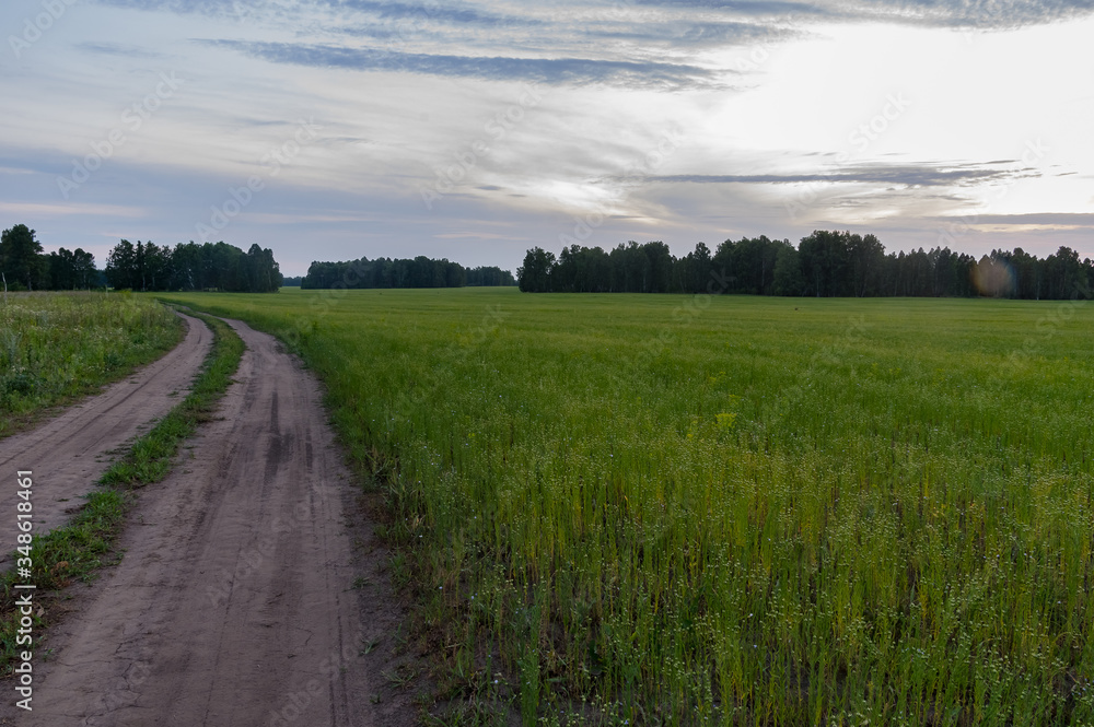 Fototapeta premium Sunset on the green field