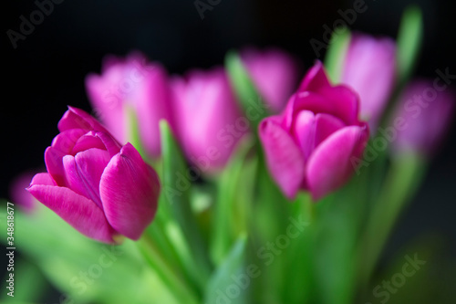 Pink tulips on a black background.