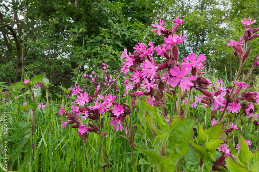 Beautiful pink flowers of Red campion, also known as Red catchfly Beautiful pink flowers of Red campion, also known as Red catchfly