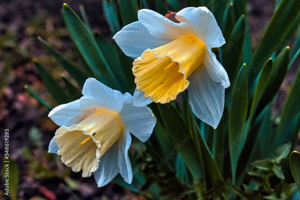 Fototapeta premium yellow daffodil flower