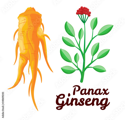 Root and leaves panax ginseng. Healthy lifestyle. For traditional medicine, gardening. Biological additives are. Vector colorful flat illustration of medicinal plants. Isolated on white background