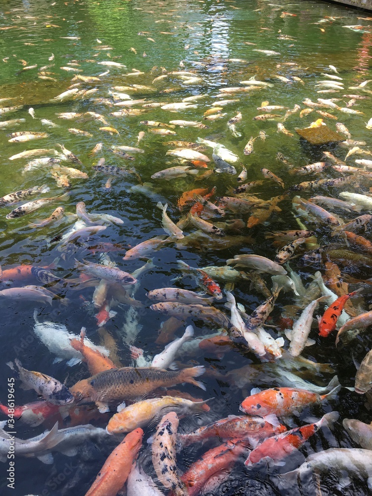 koi fish in pond koi fish in pond