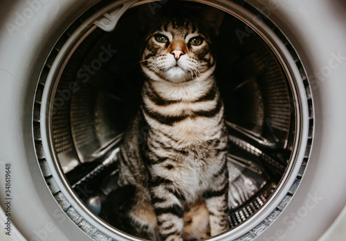 Closeup of a cat sitting inside a washing machine