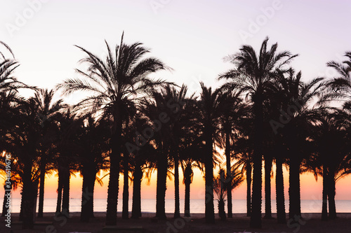 Exotic group of palm trees on the beach at sunset