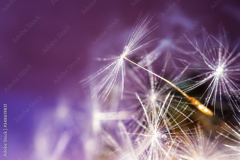 Obraz premium Dandelion seeds close-up. Detailed macro photo. Abstract image, purple background. Copyspace.