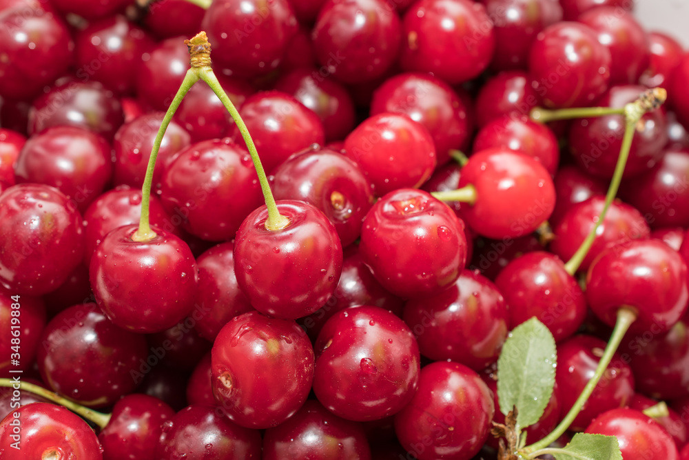 Fresh picked harvested sour cherries in a white bowl on a kitchen table. Fresh picked harvested sour cherries in a white bowl on a kitchen table.