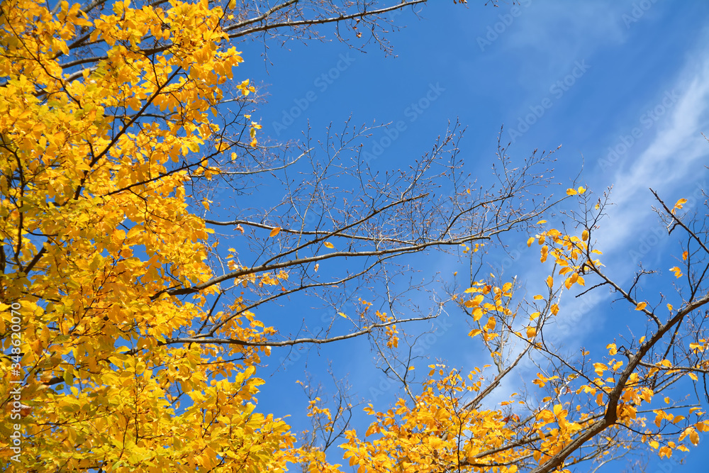 yellow leaves on autumn trees yellow leaves on autumn trees