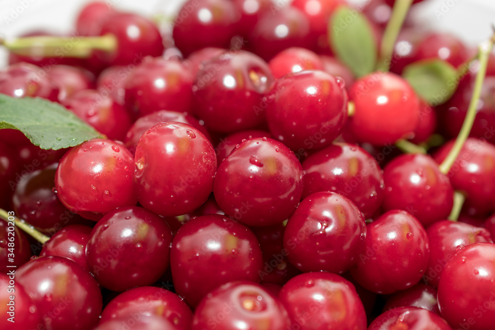 Fresh picked harvested sour cherries in a white bowl on a kitchen table. Fresh picked harvested sour cherries in a white bowl on a kitchen table.