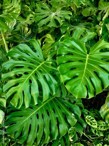 close up of green monstera leaves