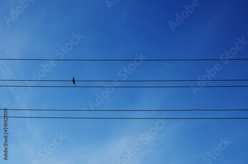 one swallow sits on a wire and five transmission lines against a bare sky with haze of clouds