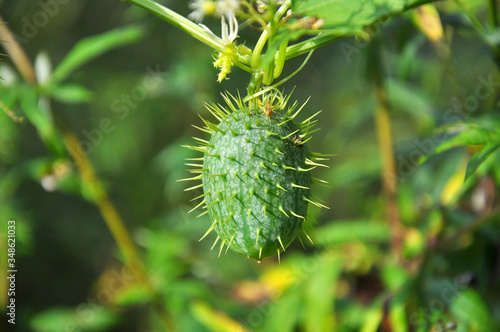 In the wild echinocystis lobata grows