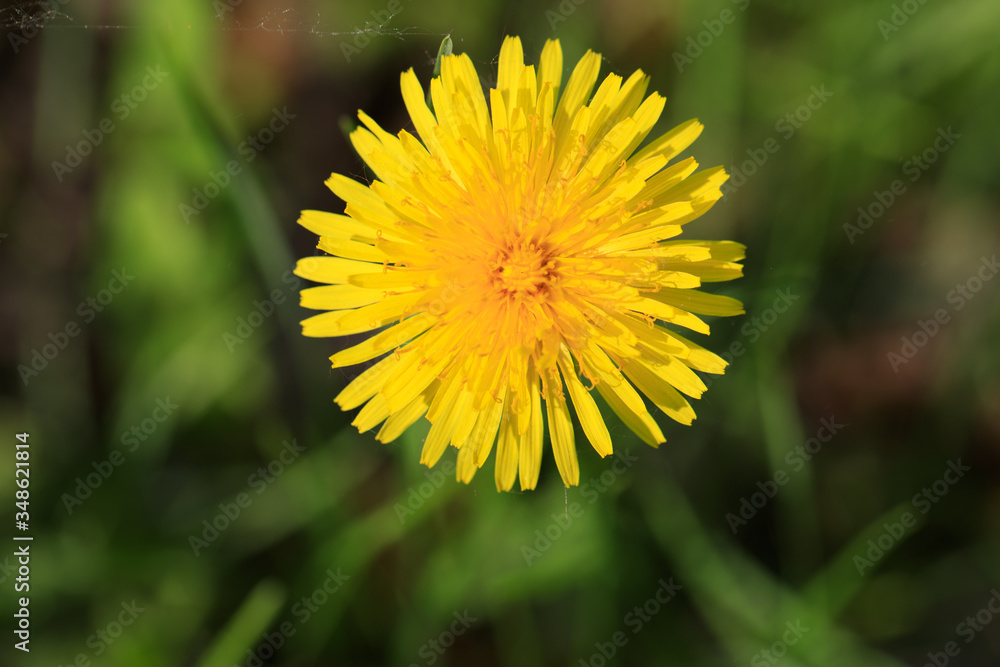 Yellow dandelions. Bright dandelion flowers Yellow dandelions. Bright dandelion flowers