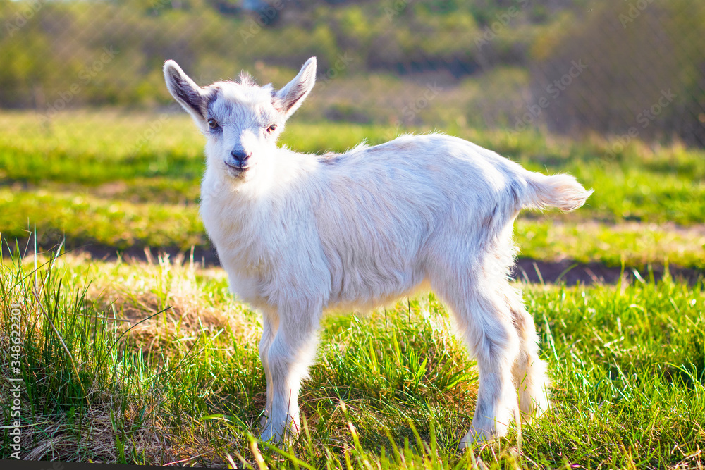 Close-up, portrait of an animal, little goat, outdoors. Grazing in a green meadow. cloven-footedl livestock Close-up, portrait of an animal, little goat, outdoors. Grazing in a green meadow. cloven-footedl livestock