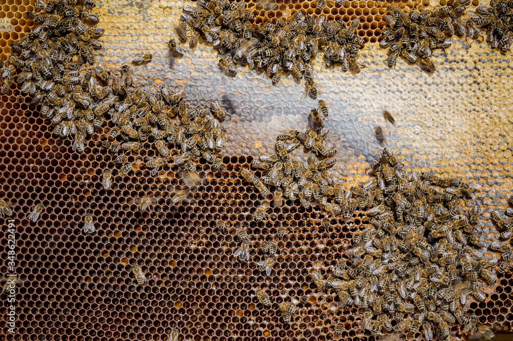 Bees on the honeycomb collect honey Bees on the honeycomb collect honey
