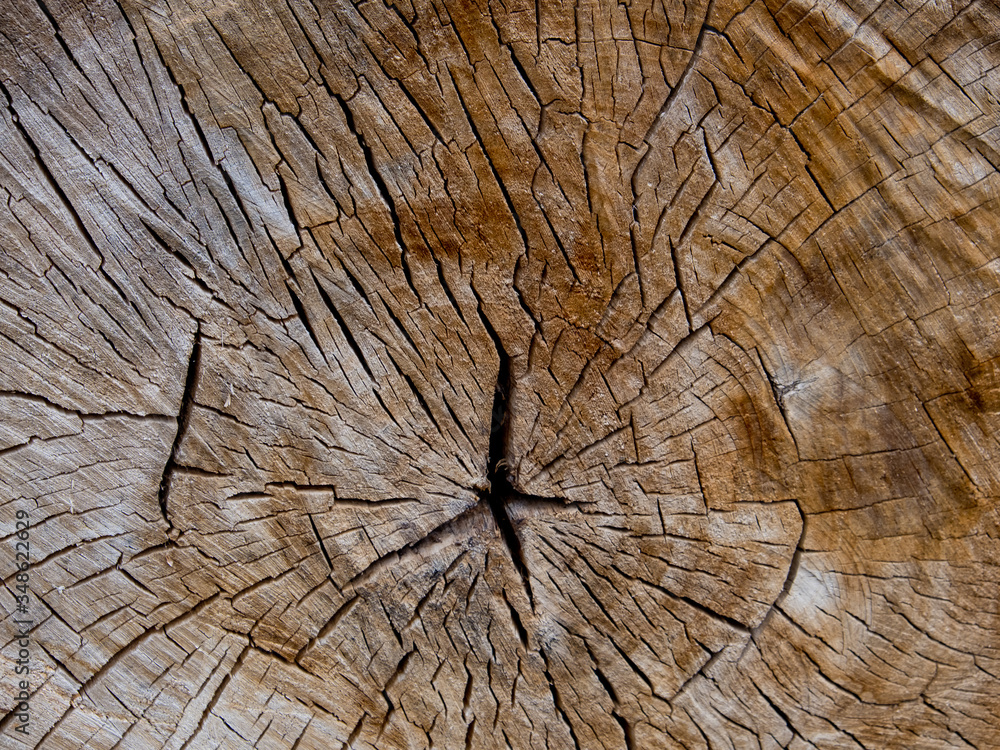 Fototapeta premium An old slice of a large trunk. Natural old background.
