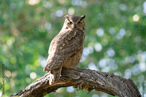 Female Great Horned Owl 
