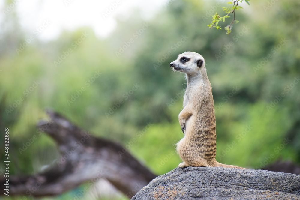 Fototapeta premium meerkat on the lookout