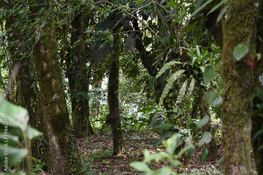 Obraz premium naturaleza