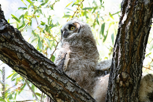 Great Horned Owl Young 2