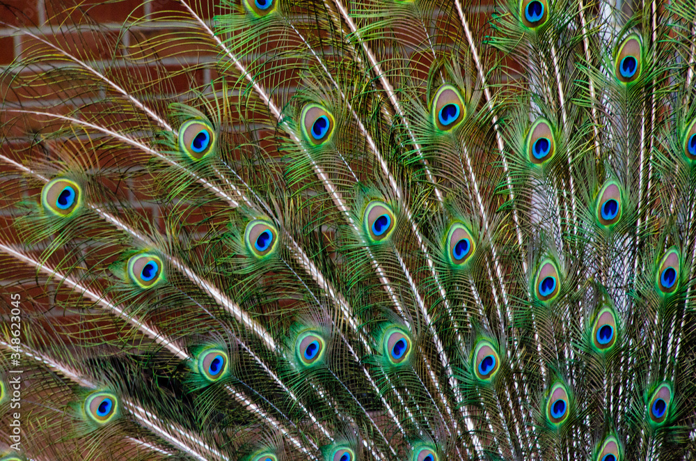 Obraz premium A blue and green iridescend, chatoyand peacock with beautiful feathers and peacock eyes