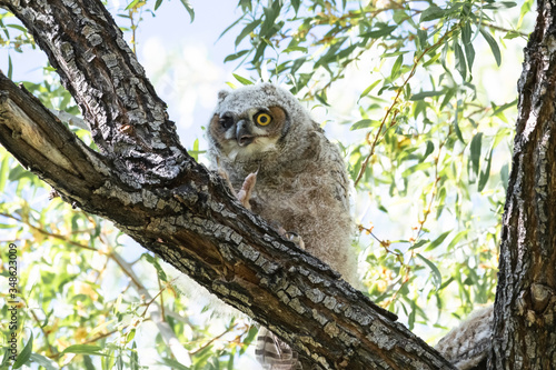 Great Horned Owl Young 1