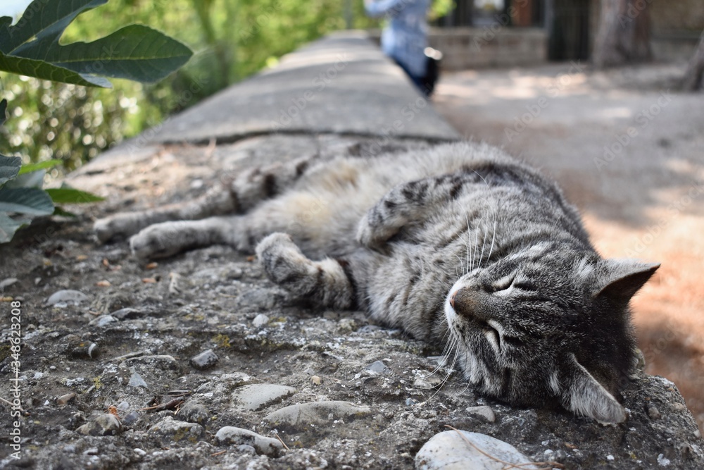 cat laying down outside cat laying down outside