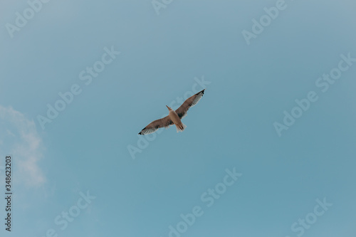 Bird flying in the blue sky. Flying gull