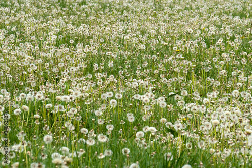 Bayerische Landschaft Löwenzahn