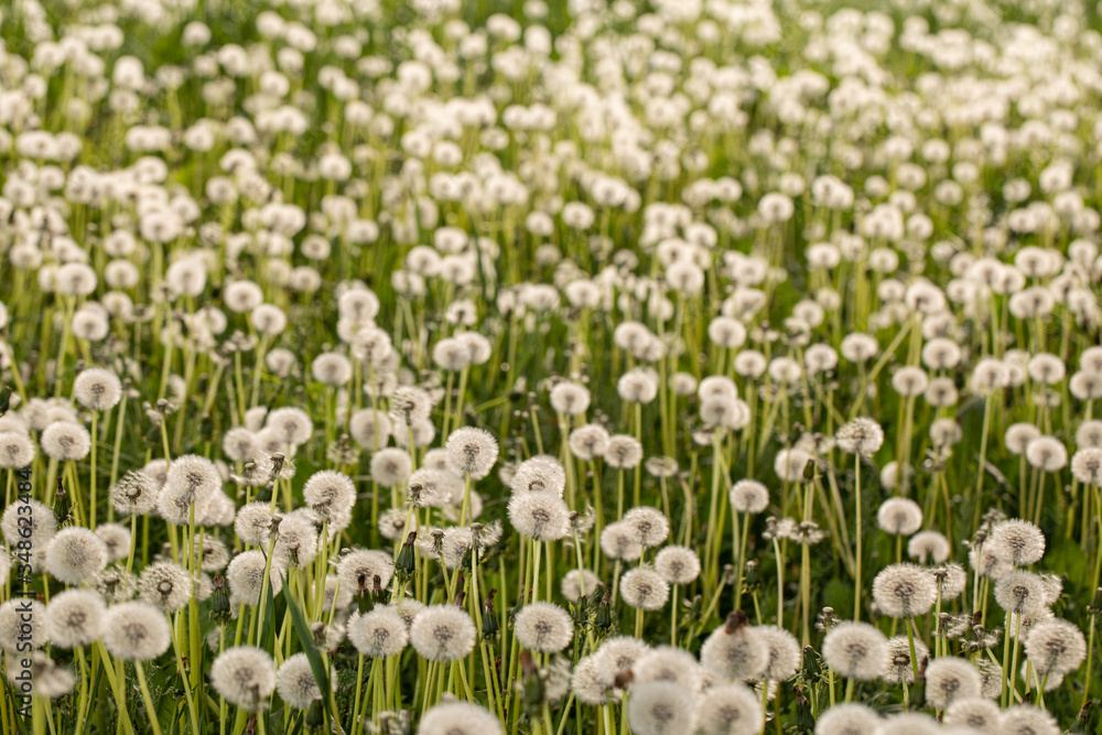 Many dandelions in green meadow at sunset or sunrise. Bokeh. Selective focus Many dandelions in green meadow at sunset or sunrise. Bokeh. Selective focus