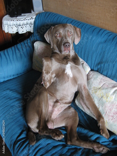 cane weimaraner