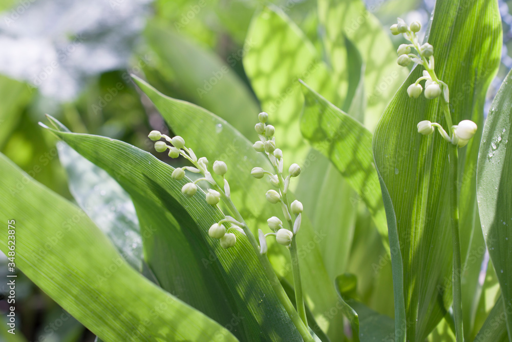 Green background with spring lilies of the valley. Green background with spring lilies of the valley.