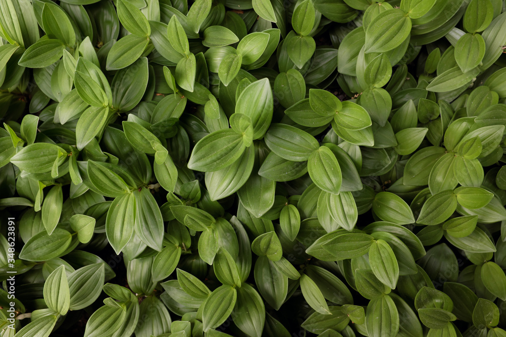 Obraz premium Hosta hybr. (Ice and Cream), 2020