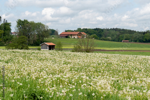 Bayerische Landschaft Löwenzahn