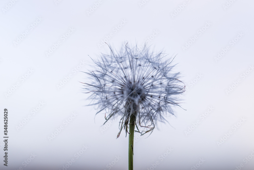 Dandelion melancholic black and white