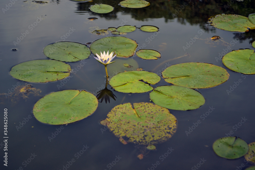fake lotus flower in a peaceful lake fake lotus flower in a peaceful lake