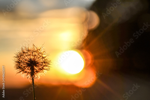 Fototapeta Naklejka Na Ścianę i Meble -  Dandelion in the sunset