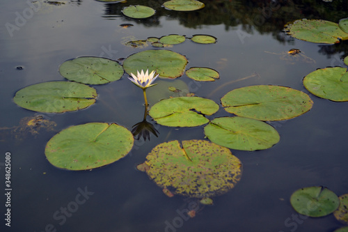 fake lotus flower in a peaceful lake