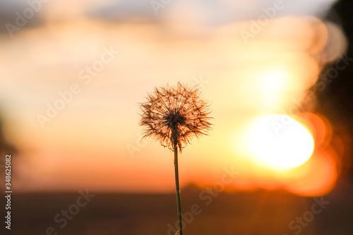 Dandelion in the sunset