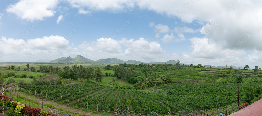 Vineyards of Nashik in India