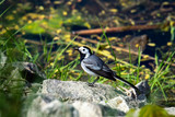 Beautiful black and white bird, Male of White Wagtail (Motacilla alba) standing on branch showing its side profile in nature in Czech Republic