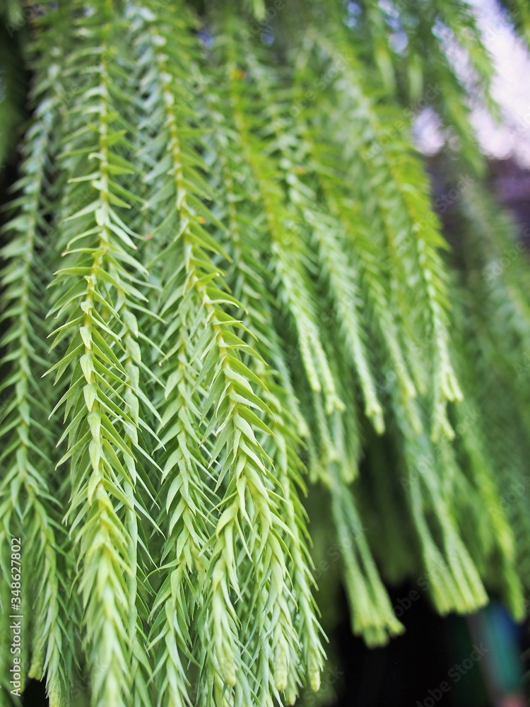 The fern in the hanging pot The fern in the hanging pot