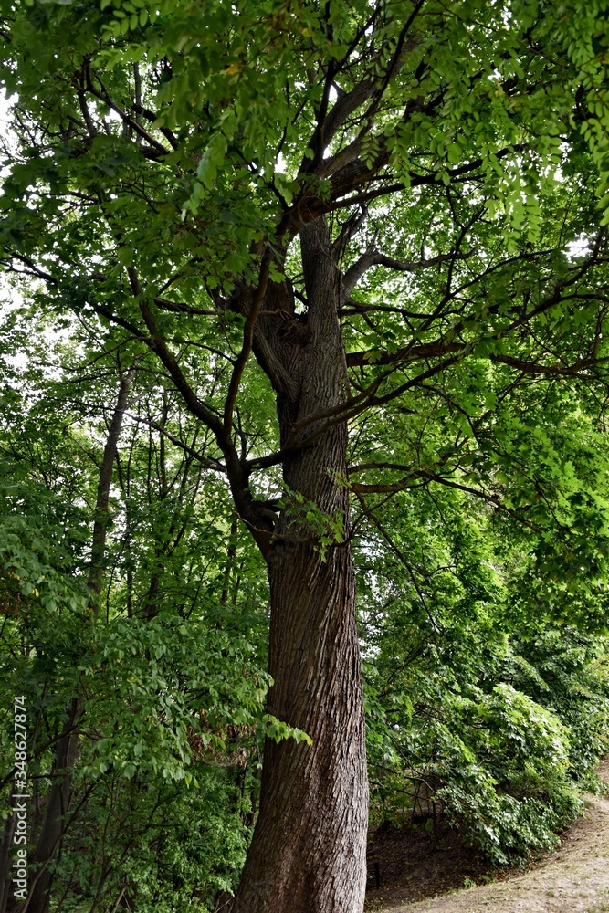 Fototapeta premium Old maple on the mountain in Uzupis district. Vilnius. Lithuania.