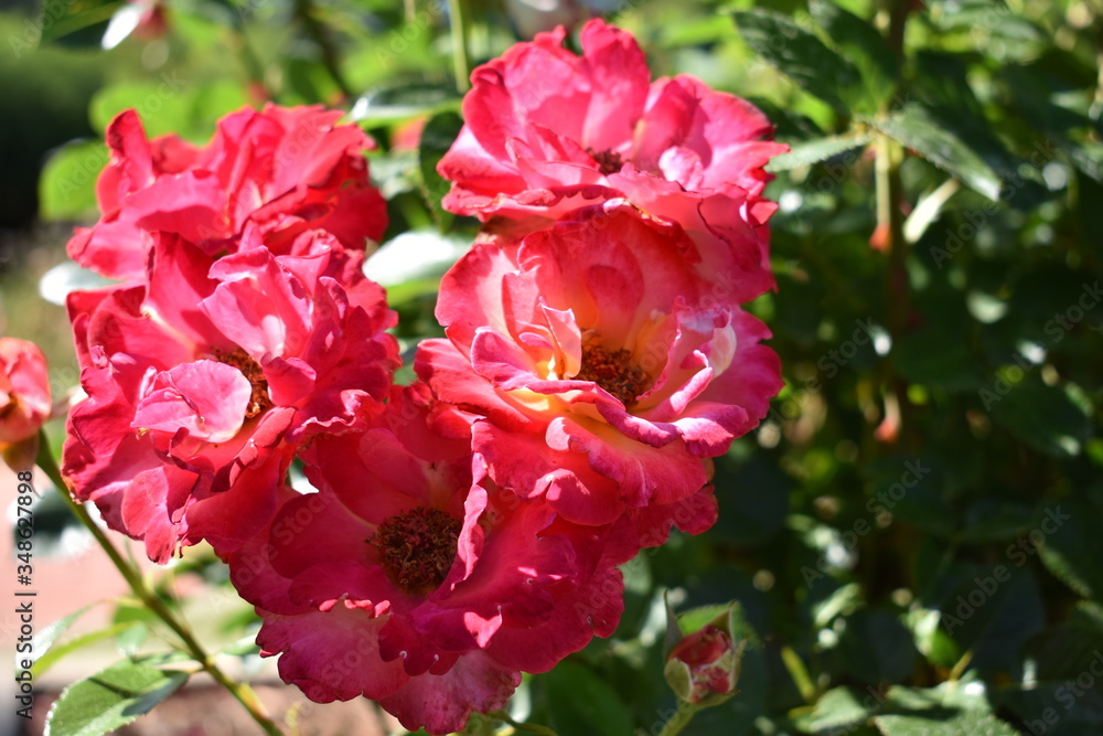 red flowers in a heart