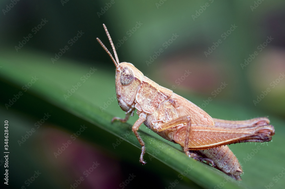 Grasshopper resting comfortably on a leaf
