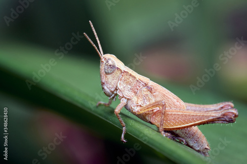Grasshopper resting comfortably on a leaf