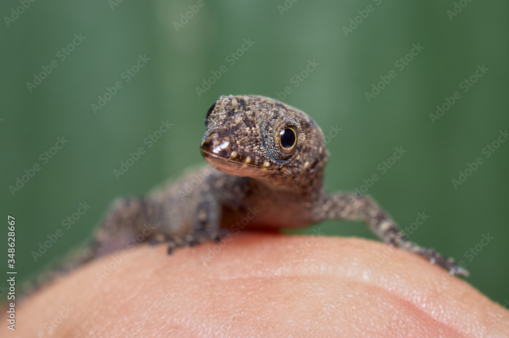 Obraz premium Lizard perched on one hand while looking curiously