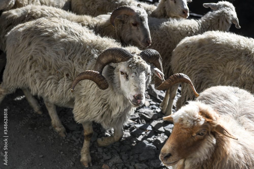 Obraz premium A shepherd brings his flock of sheep down from the Tusheti Mountains in winter