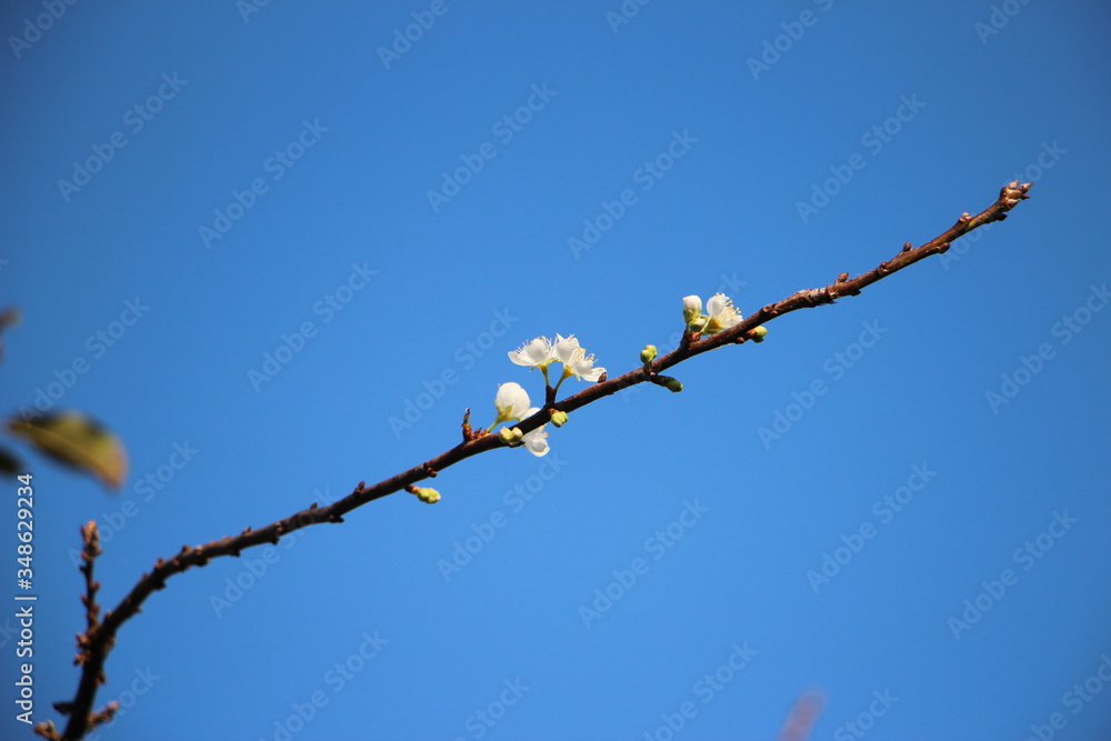 Close up of white apricot flowers on branch of a tree