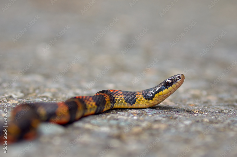 Obraz premium Snake crossing the street from side to side